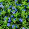 Evolvulus Blue Daze Live Plant – 2 Starter Plants – 3-6" Tall – Drought-Tolerant Groundcover - Image 1