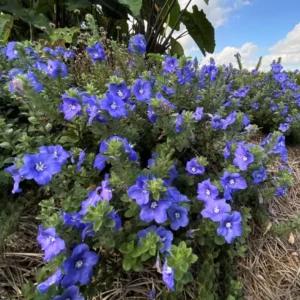 Evolvulus Blue Daze Live Plant – 2 Starter Plants – 3-6