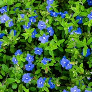 Evolvulus Blue Daze Live Plant – 2 Starter Plants – 3-6" Tall – Drought-Tolerant Groundcover - Image 1