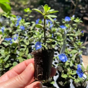 Evolvulus Blue Daze Live Plant – 2 Starter Plants – 3-6