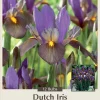 Eye of the Tiger Dutch Iris Bulbs - 12 Pack - 8/9 cm - Vibrant Purple & Bronze Flowers - Image 1