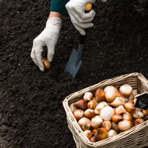 Eye of the Tiger Dutch Iris Bulbs - 12 Pack - 8/9 cm - Vibrant Purple & Bronze Flowers - Image 3