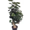 Fabian Ming Aralia Live Plant - Polyscias Scutellaria - Indoor - 6 inch Pot - Image 1