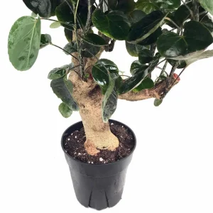 Fabian Ming Aralia Live Plant - Polyscias Scutellaria - Indoor - 6 inch Pot - Image 2