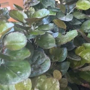 Fabian Ming Aralia Live Plant - Polyscias Scutellaria - Indoor - 6 inch Pot - Image 3