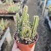 Fairy Castle Cactus Live Plant - Acanthocereus Tetragonus - 3in 4in Pot Succulent - Image 1