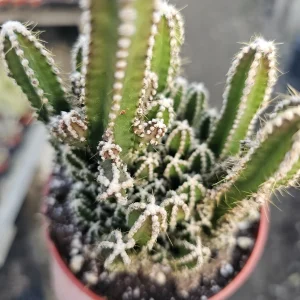 Fairy Castle Cactus Live Plant - Acanthocereus Tetragonus - 3in 4in Pot Succulent - Image 2