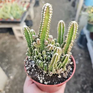 Fairy Castle Cactus Live Plant - Acanthocereus Tetragonus - 3in 4in Pot Succulent - Image 3
