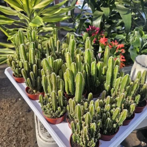 Fairy Castle Cactus Live Plant - Acanthocereus Tetragonus - 3in 4in Pot Succulent - Image 4