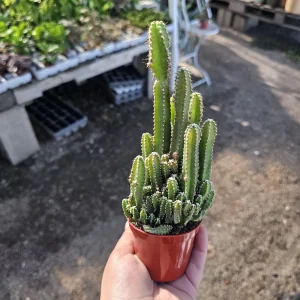 Fairy Castle Cactus Live Plant - Acanthocereus Tetragonus - 3in 4in Pot Succulent - Image 5