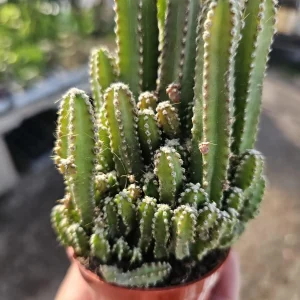 Fairy Castle Cactus Live Plant - Acanthocereus Tetragonus - 3in 4in Pot Succulent - Image 6