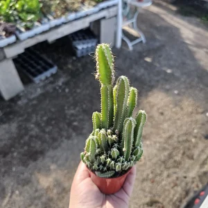 Fairy Castle Cactus Live Plant - Acanthocereus Tetragonus - 3in 4in Pot Succulent - Image 7