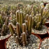 Fairy Castle Cactus Live Plant - Cactus Clusters in 6 inch Pot - Image 1