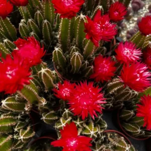 Fairy Castle Cactus Live Plant - Cactus Clusters in 6 inch Pot - Image 2