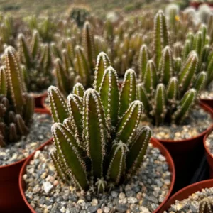Fairy Castle Cactus Live Plant - Cactus Clusters in 6 inch Pot - Image 3