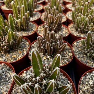 Fairy Castle Cactus Live Plant - Cactus Clusters in 6 inch Pot - Image 5