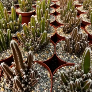 Fairy Castle Cactus Live Plant - Cactus Clusters in 6 inch Pot - Image 6