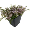 Fairy Elfin Thyme Live Plant - 2.5" Pot - Small Groundcover - Zone 4-10 - Image 1