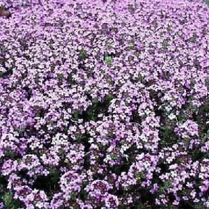 Fairy Elfin Thyme Live Plant - 2.5