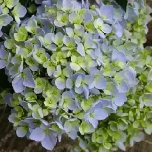 Fairytrail Hydrangea Fresco Live Plant - 4 inch Pot, Cascading Mophead Flowers - Image 3