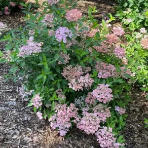 Fairytrail Hydrangea Fresco Live Plant - 4 inch Pot, Cascading Mophead Flowers - Image 4
