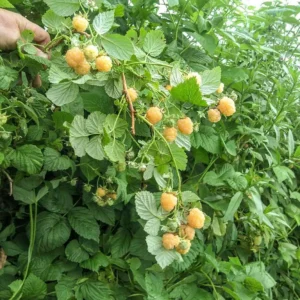 Fall Gold Raspberry Live Plant - Thornless Rubus idaeus Starter Plug - Image 2