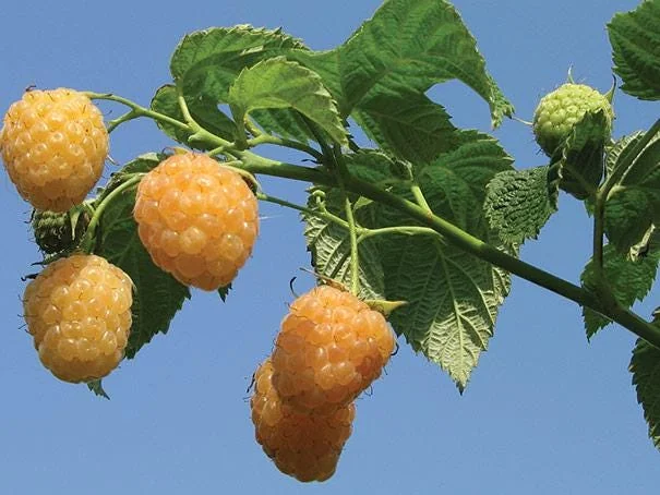 Fall Gold Raspberry Live Plant - Thornless Rubus idaeus Starter Plug - Image 4