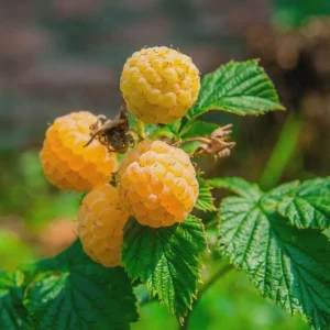 Fall Gold Raspberry Live Plant - Thornless Rubus idaeus Starter Plug - Image 6