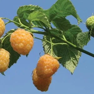 Fall Gold Raspberry Live Plant - Thornless Rubus idaeus Starter Plug - Image 8