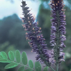 False Indigo Live Plant | Amorpha fruticosa | 12-16 Inches Tall | Set of 2 Outdoor Shrubs - Image 1