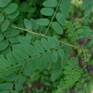 False Indigo Plant Live (Amorpha fruticosa) – 12 to 16 Inches Tall – Outdoor Shrub - Image 1