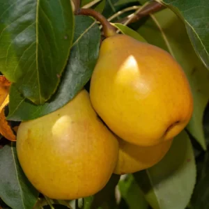 Fan-Stil Pear Tree Live Plant - 3 Feet Tall - Ships in 3 Gallon Pot - Image 1