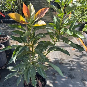 Fantastic Avocado Tree Live Plant – 3 Gallon Pot – 3 Feet Tall – Grafted - Image 2