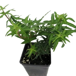 Feen Finger English Ivy Live Plant - 2.5
