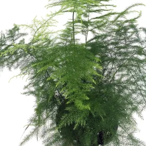 Fern Leaf Plumosus Asparagus Fern Live Plant – 4 inch Pot – Indoor - Image 2