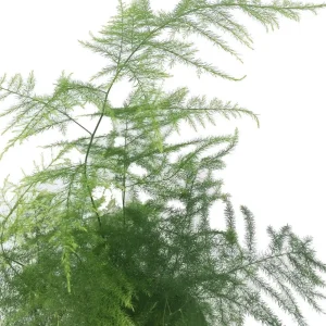 Fern Leaf Plumosus Asparagus Fern Live Plant – 4 inch Pot – Indoor - Image 3