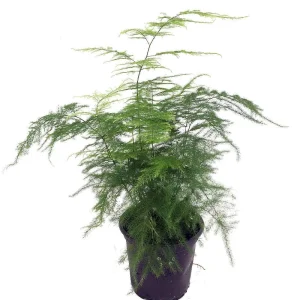 Fern Leaf Plumosus Asparagus Fern Live Plant – 4 inch Pot – Indoor - Image 1