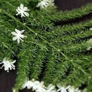Fern Leaf Plumosus Asparagus Fern Live Plant – 4 inch Pot – Indoor - Image 4