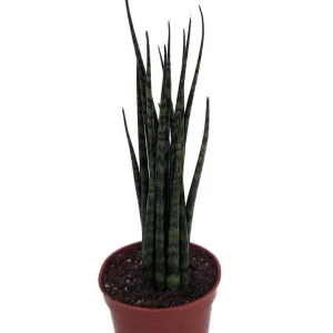 Fernwood Mikado Snake Plant Live Plant – Sansevieria – Easy Care – 2 inch Pot - Image 1