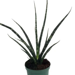 Fernwood Mikado Snake Plant Live Plant – Sansevieria – Easy Care – 2 inch Pot - Image 4