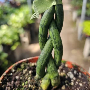 Fernwood Snake Plant Live Plant – Braided Sansevieria – Air Purifying Houseplant – 4in Pot - Image 2