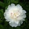 Festiva Maxima Peony Bareroot Plant - 2-3 Eye, White Double Blooms - Image 1
