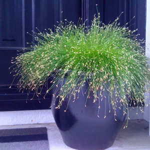 Fiber Optic Grass Live Plant - Isolepis cernua - Fairy Garden Plant - 2.5 inch Pot - Image 2