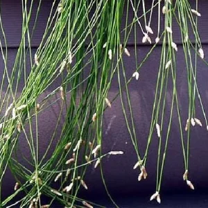Fiber Optic Grass Live Plant - Isolepis cernua - Fairy Garden Plant - 2.5 inch Pot - Image 4