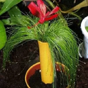 Fiber Optic Grass Live Plant - Isolepis cernua - Fairy Garden Plant - 2.5 inch Pot - Image 5