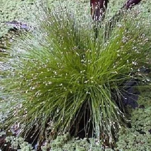 Fiber Optic Grass Live Plant - Isolepis cernua - Fairy Garden Plant - 2.5 inch Pot - Image 6