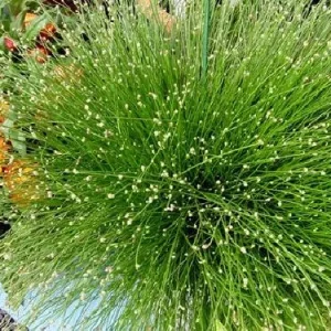 Fiber Optic Grass Live Plant - Isolepis cernua - Fairy Garden Plant - 2.5 inch Pot - Image 7