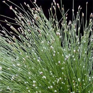 Fiber Optic Grass Live Plant - Isolepis cernua - Fairy Garden Plant - 2.5 inch Pot - Image 8