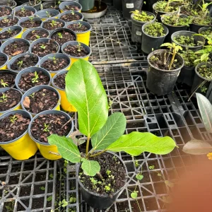 Ficus Audrey Live Plant – Banyan Tree – Indoor & Outdoor Houseplant - Image 10