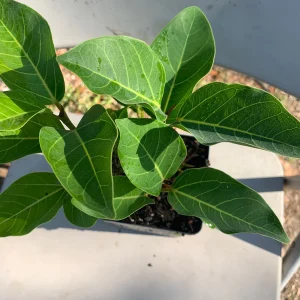 Ficus Audrey Live Plant – Banyan Tree – Indoor & Outdoor Houseplant - Image 5